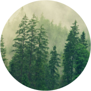 加拿大極光松樹萃取