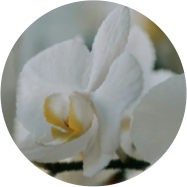 台灣蝴蝶蘭精粹